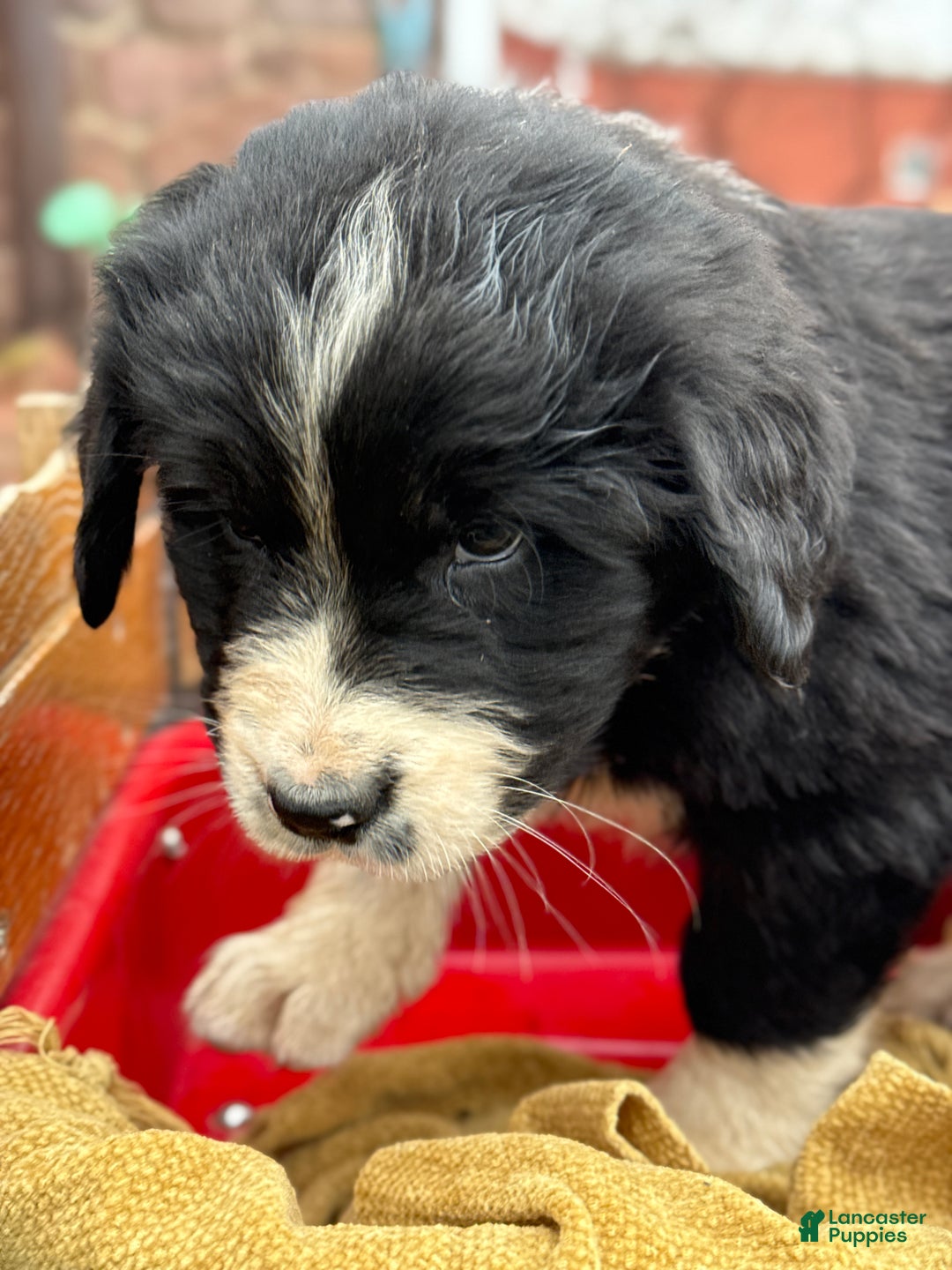 Mixed Breed dogs for sale: Walter - Ad 8