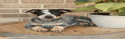 Australian Cattle Dog dogs for sale: Molly - Ad 4