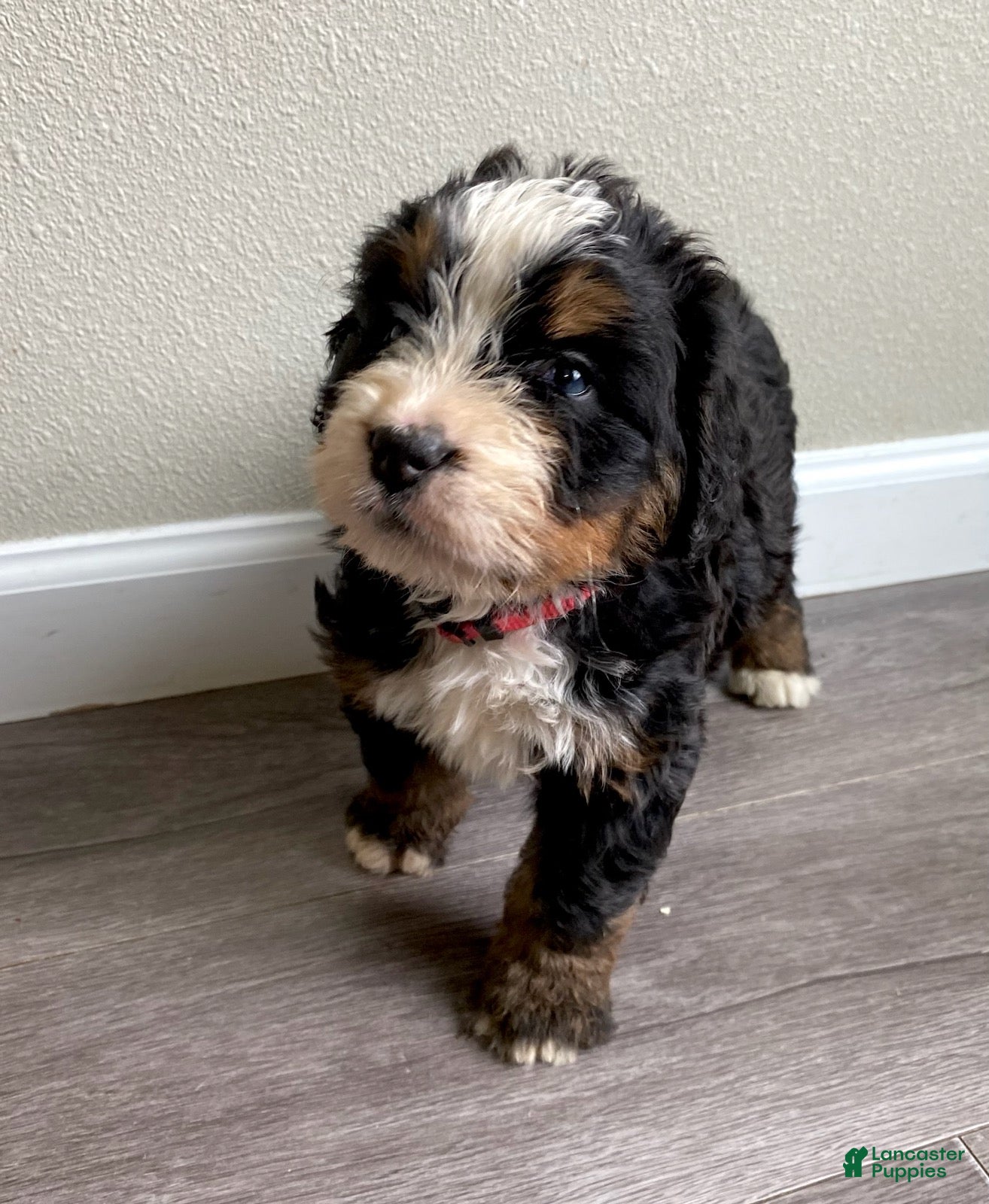 Bernedoodle dogs pink-Female - Ad 1