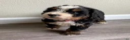 Bernedoodle dogs for sale: pink-Female - Ad 1