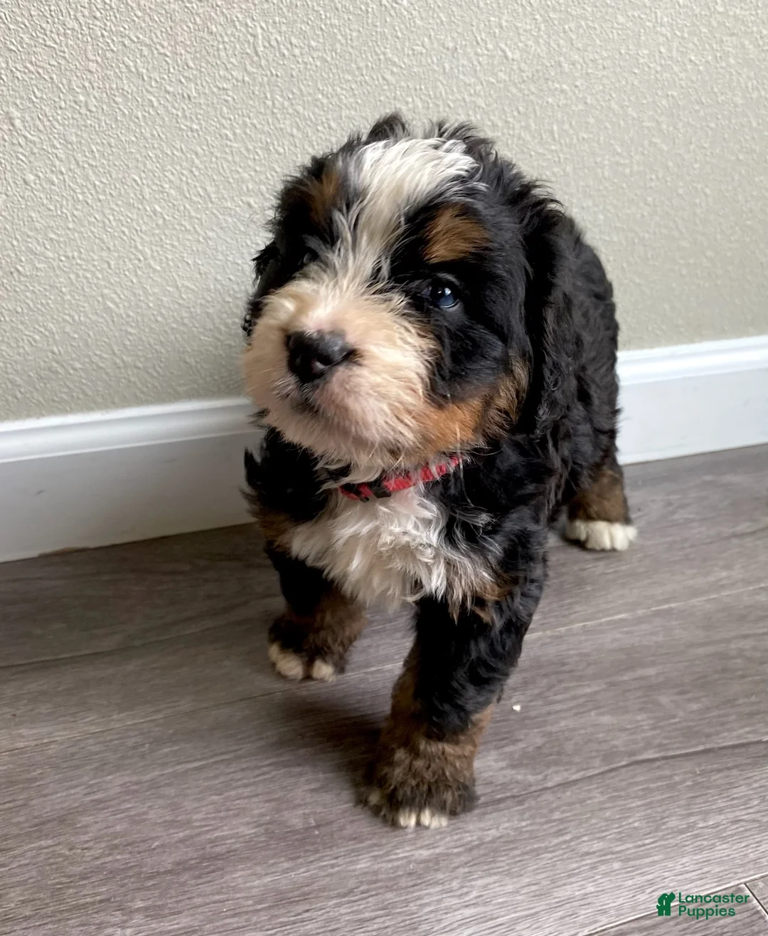 Bernedoodle dogs for sale: pink-Female - Ad 1