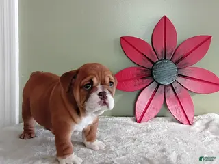 English Bulldog dogs for sale: Karol - Ad 3