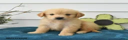 Golden Retriever dogs for sale: Margot - Ad 3