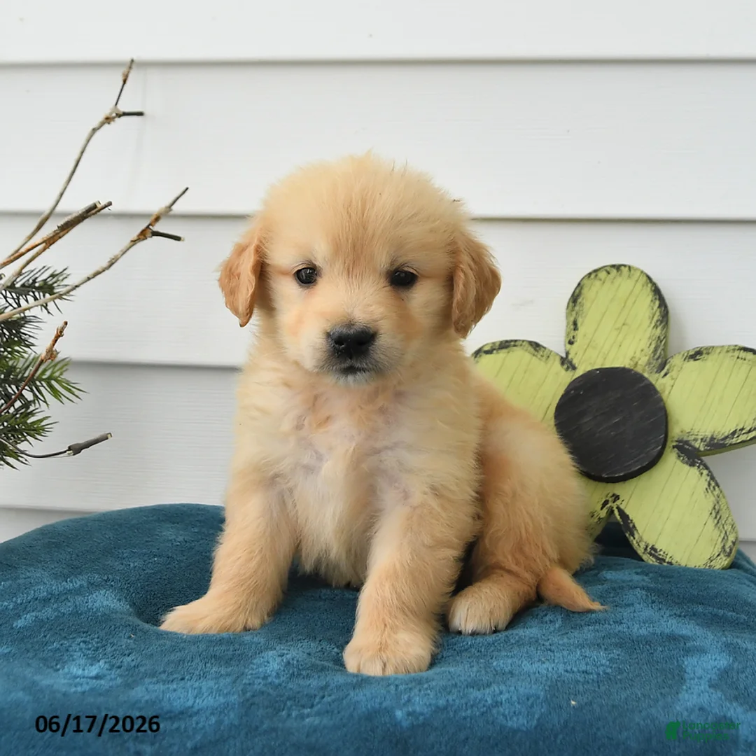 Golden Retriever dogs for sale: Margot - Ad 3