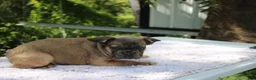 French Bulldog dogs for sale: FOZZIE BEAR -FLUFFY CARRIER (bottle baby) - Ad 6