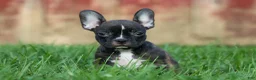 Frenchton dogs for sale: MISTY - Ad 17