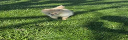 Pomchi dogs for sale: Milo - Ad 3