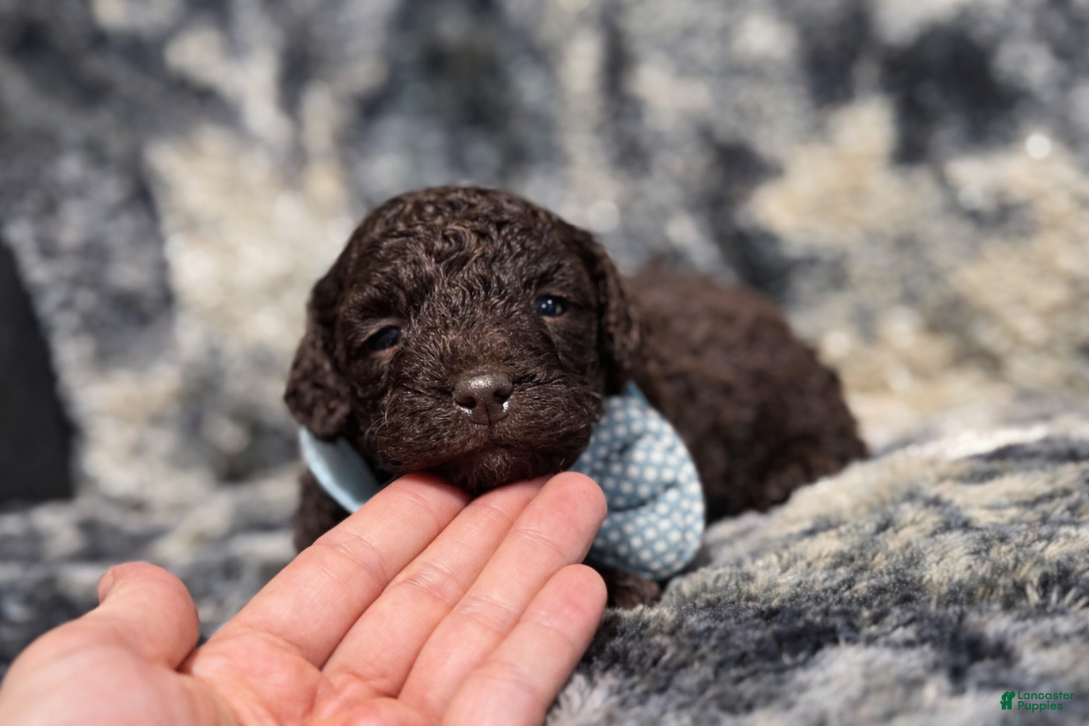 Mini Aussiedoodle dogs Coco - Ad 5