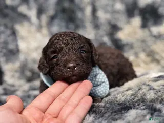 Mini Aussiedoodle dogs Coco - Ad 5