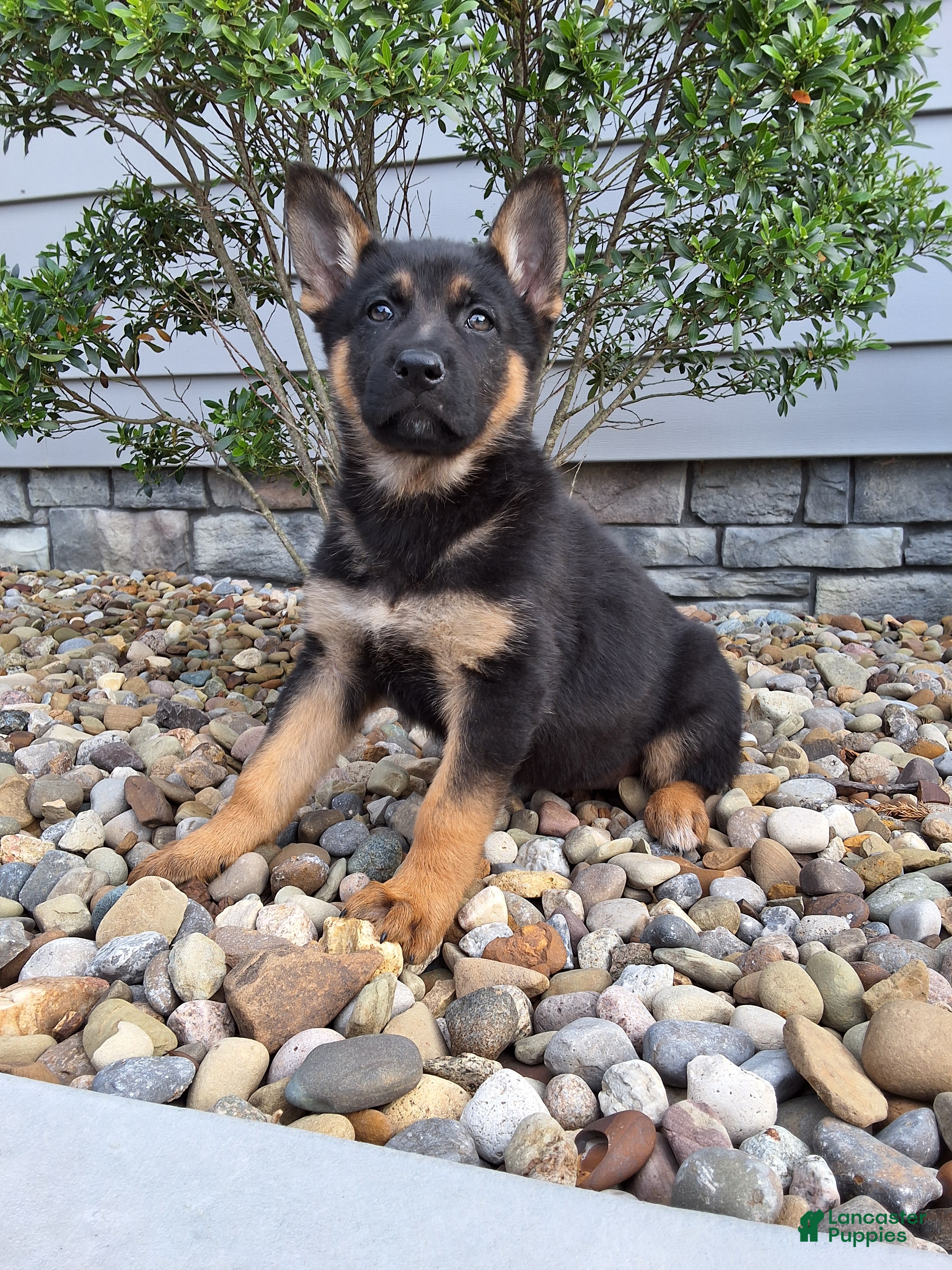 German Shepherd dogs Nikki - Ad 1