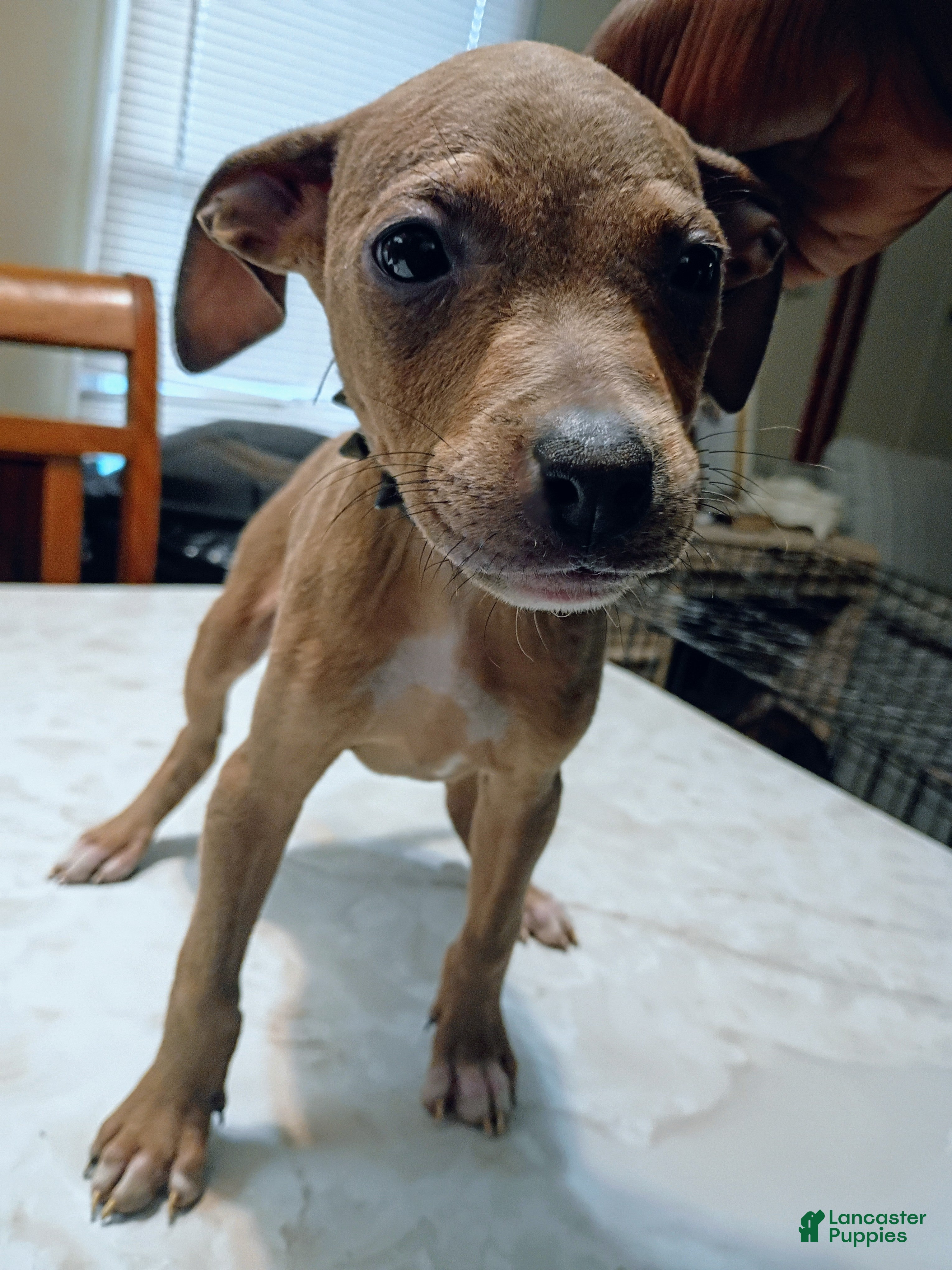 American Pit Bull Terrier dogs American Pit Bull Terrier 3 - Ad 33