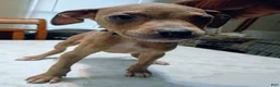 American Pit Bull Terrier dogs for sale: American Pit Bull Terrier 3 - Ad 1