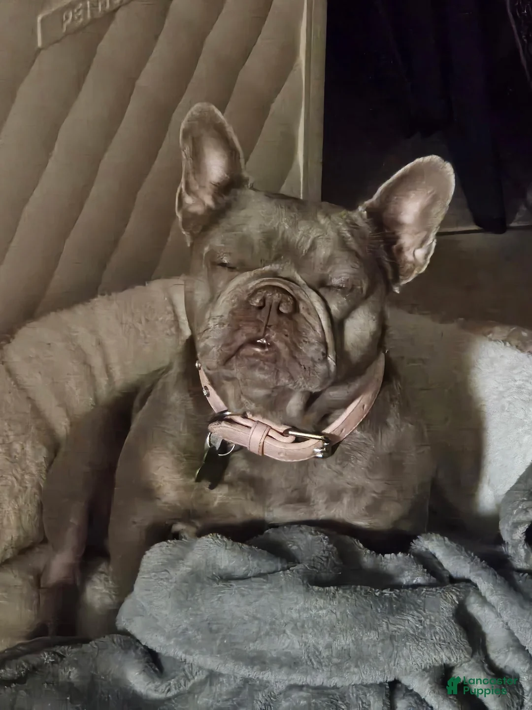French Bulldog dogs for sale: Olivia “Vampire” Rodrigo  - Ad 16