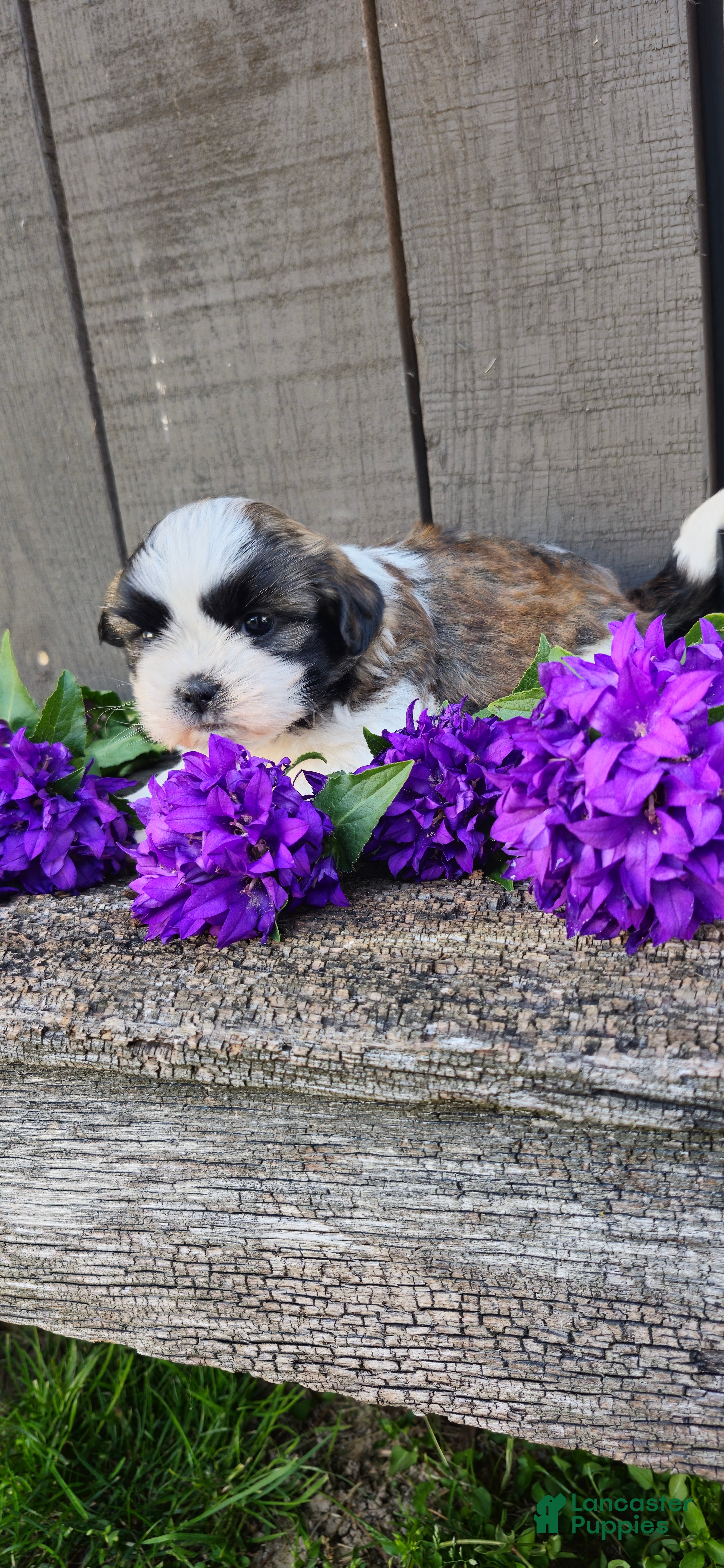 Teddy Bear dogs Benji - Ad 2