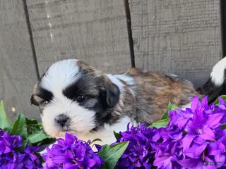 Teddy Bear dogs for sale: Benji - Ad 4