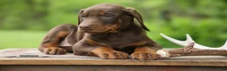 Doberman Pinscher dogs for sale:  Dexter (Red Rust)🐶 - Ad 15