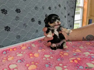 Chihuahua dogs Beatrice - Ad 19