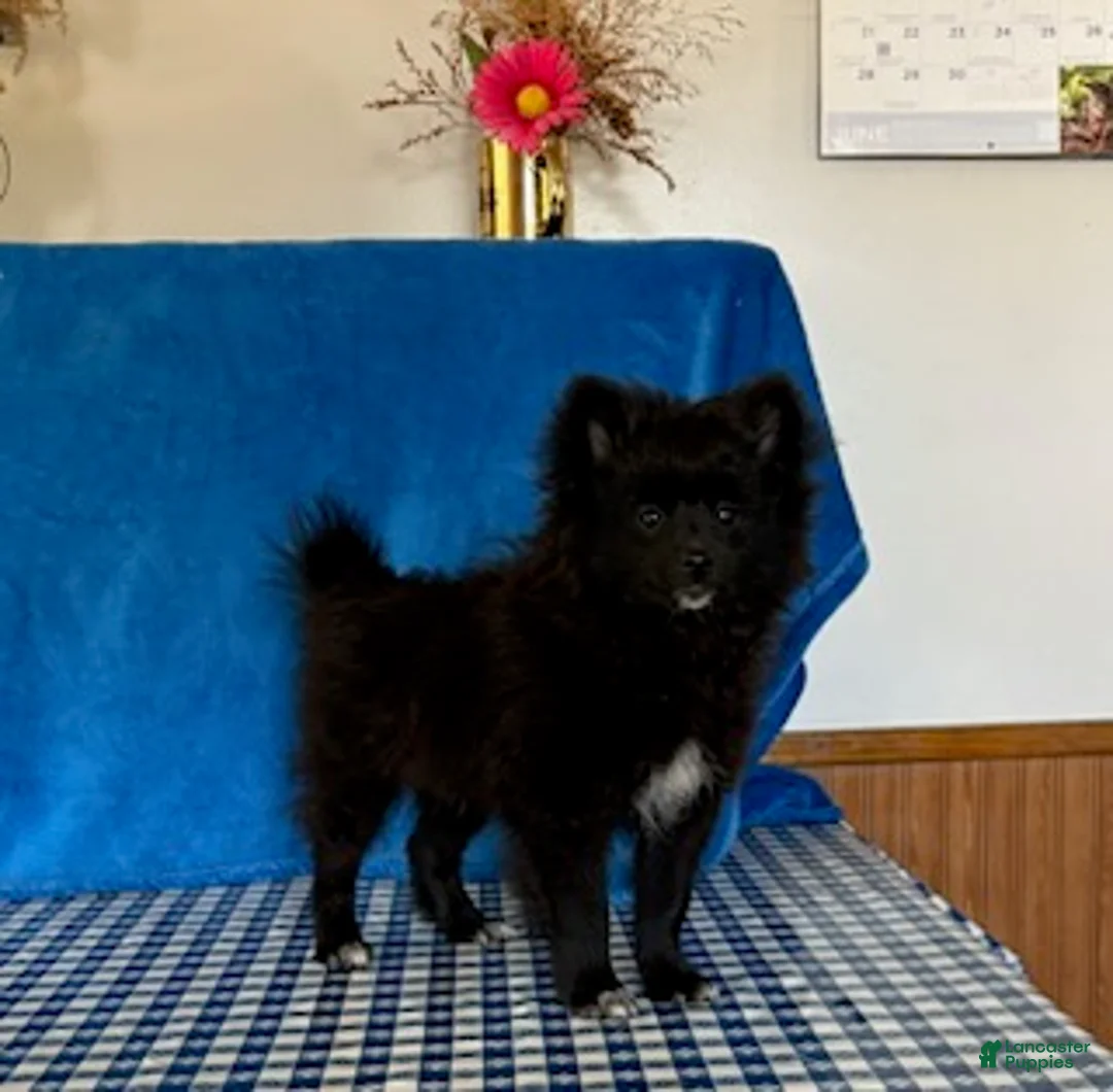 Pomeranian dogs for sale: Starburst - Ad 2