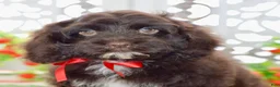Cockapoo dogs for sale: Claudia - Ad 8