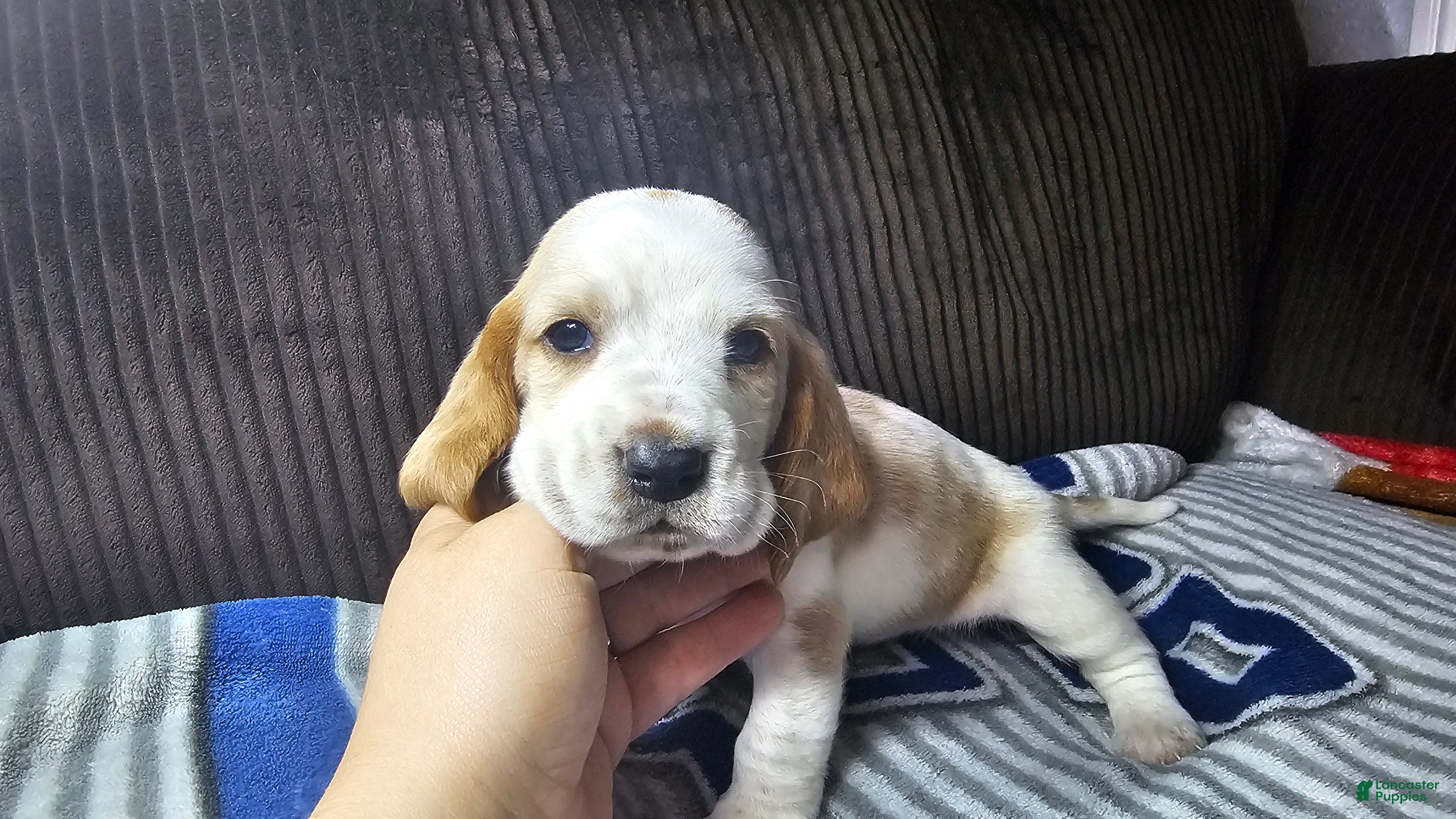 Basset Hound dogs Basset Hound 4 - Ad 26