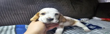 Basset Hound 4
