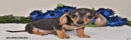 Miniature Dachshund dogs for sale: Lily - Ad 3