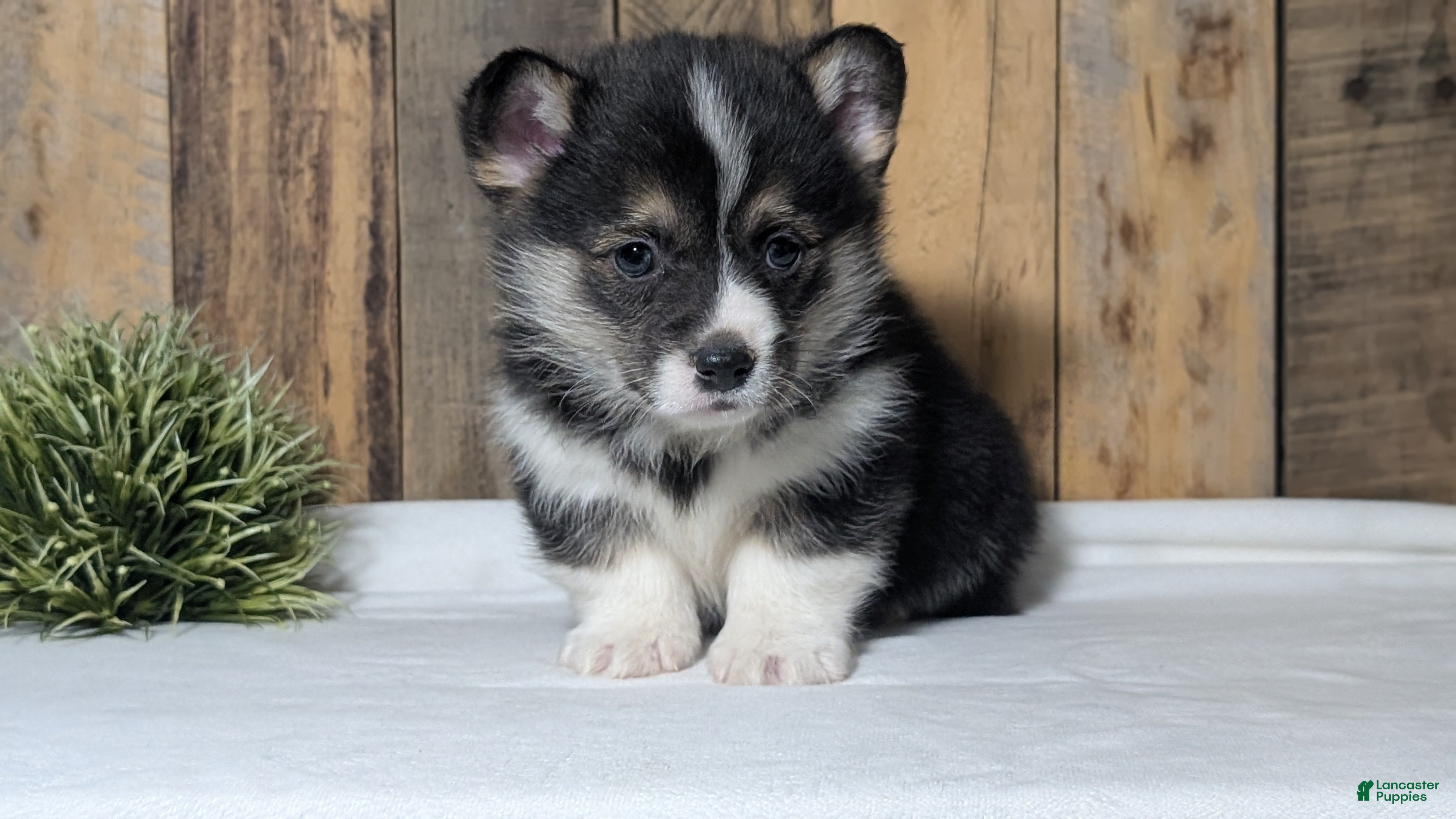 Welsh Corgi Pembroke dogs Nemo - Ad 2