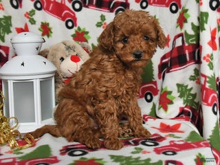 Toy Poodle dogs for sale: Holly - Ad 4