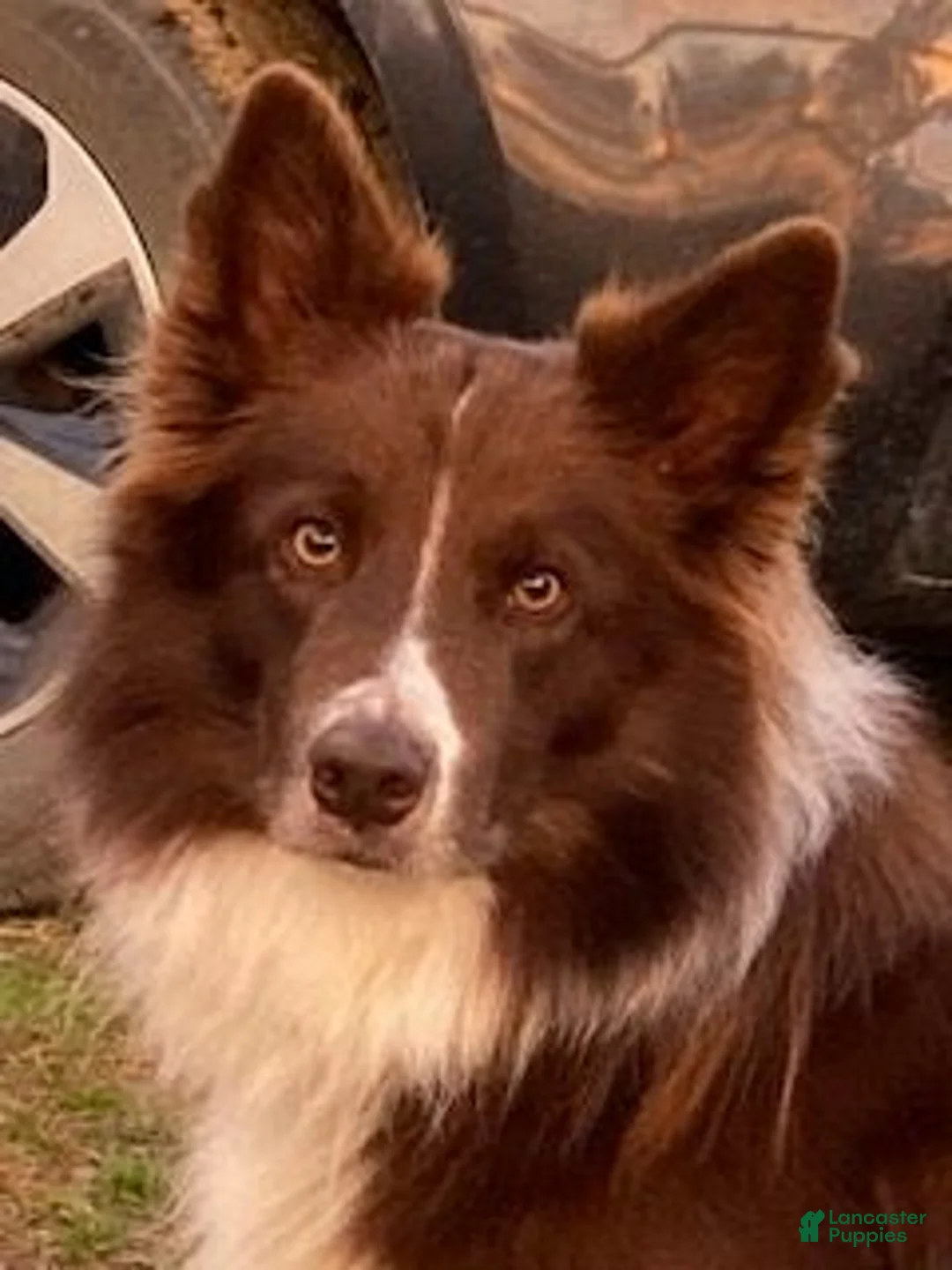 Border Collie dogs for sale: Border Collie 4 - Ad 3