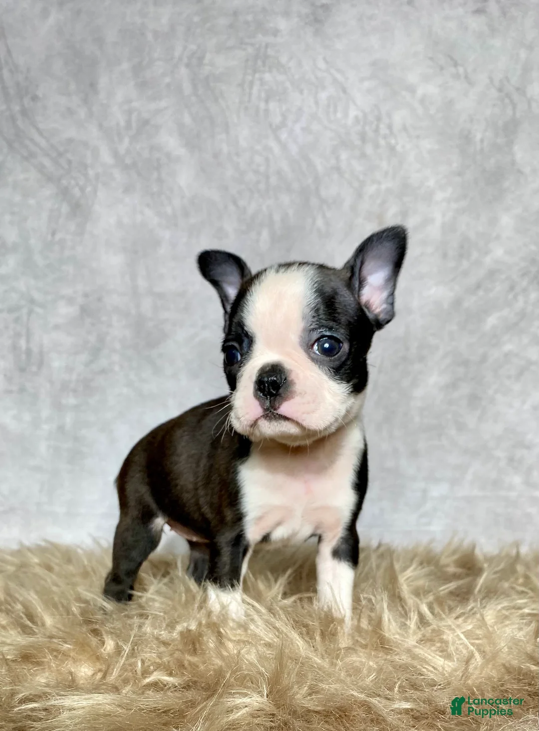 Boston Terrier dogs for sale: Luna - Ad 3