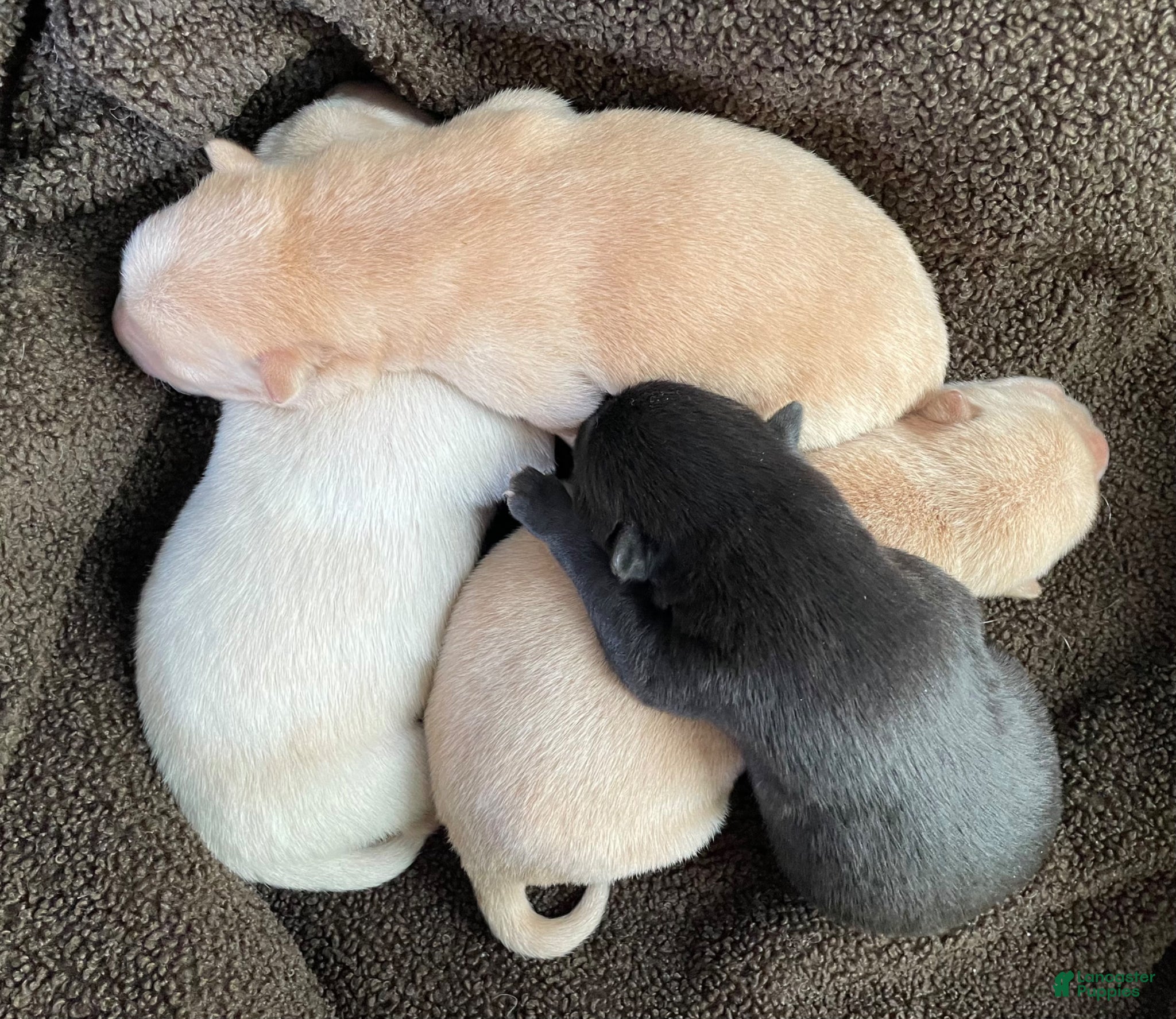 Mixed Breed dogs Chowsky puppy - Ad 6