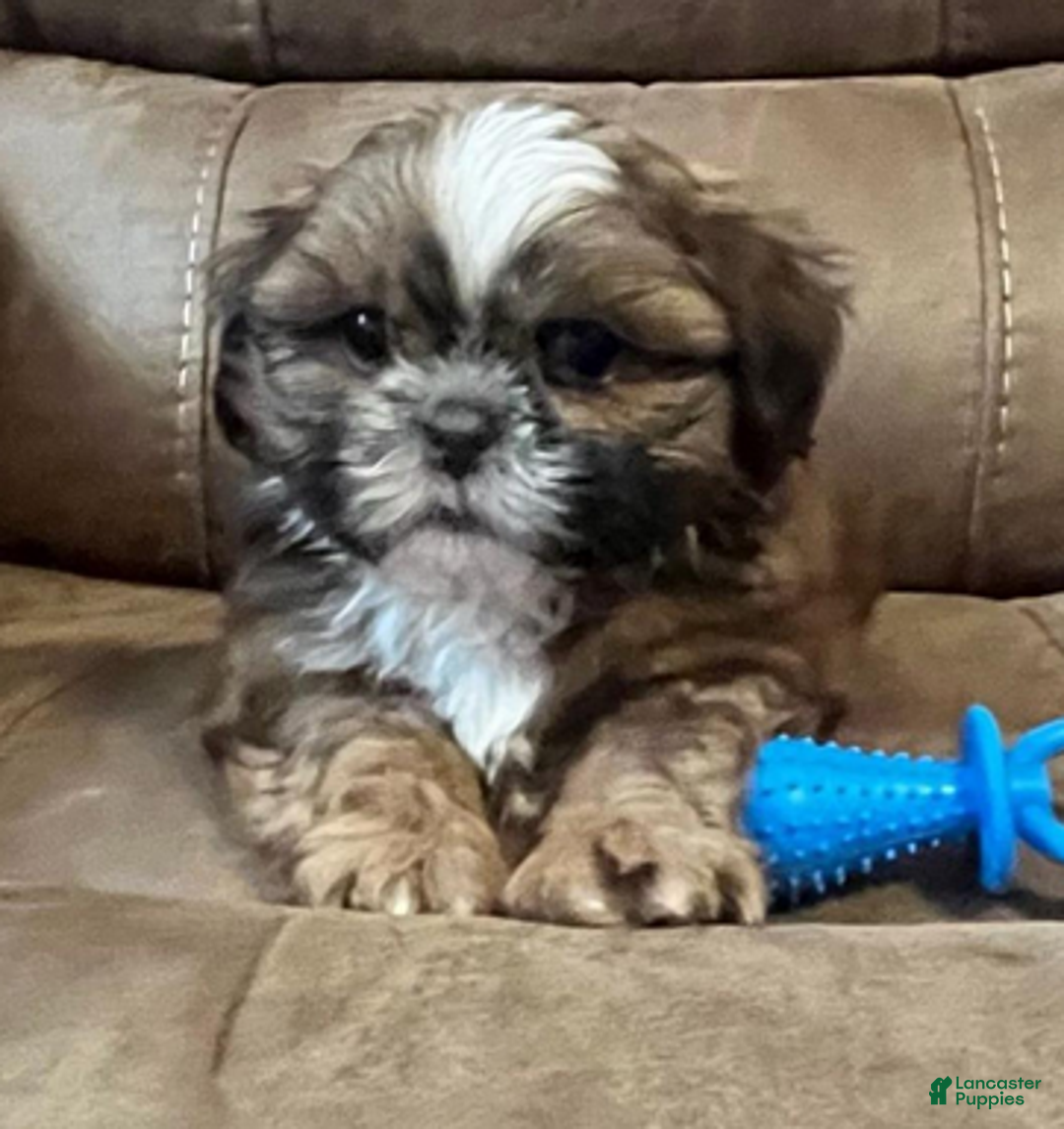 Shih Tzu dogs for sale: AKC Walker - Ad 5