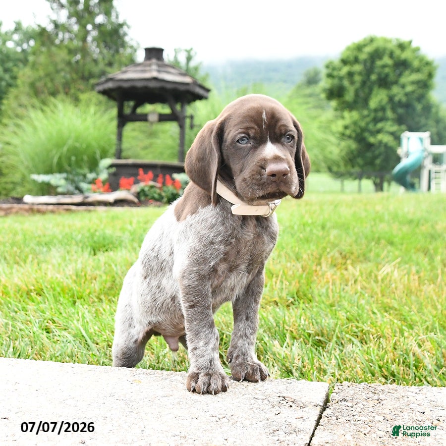 German Shorthaired Pointer dogs Harley - Ad 1