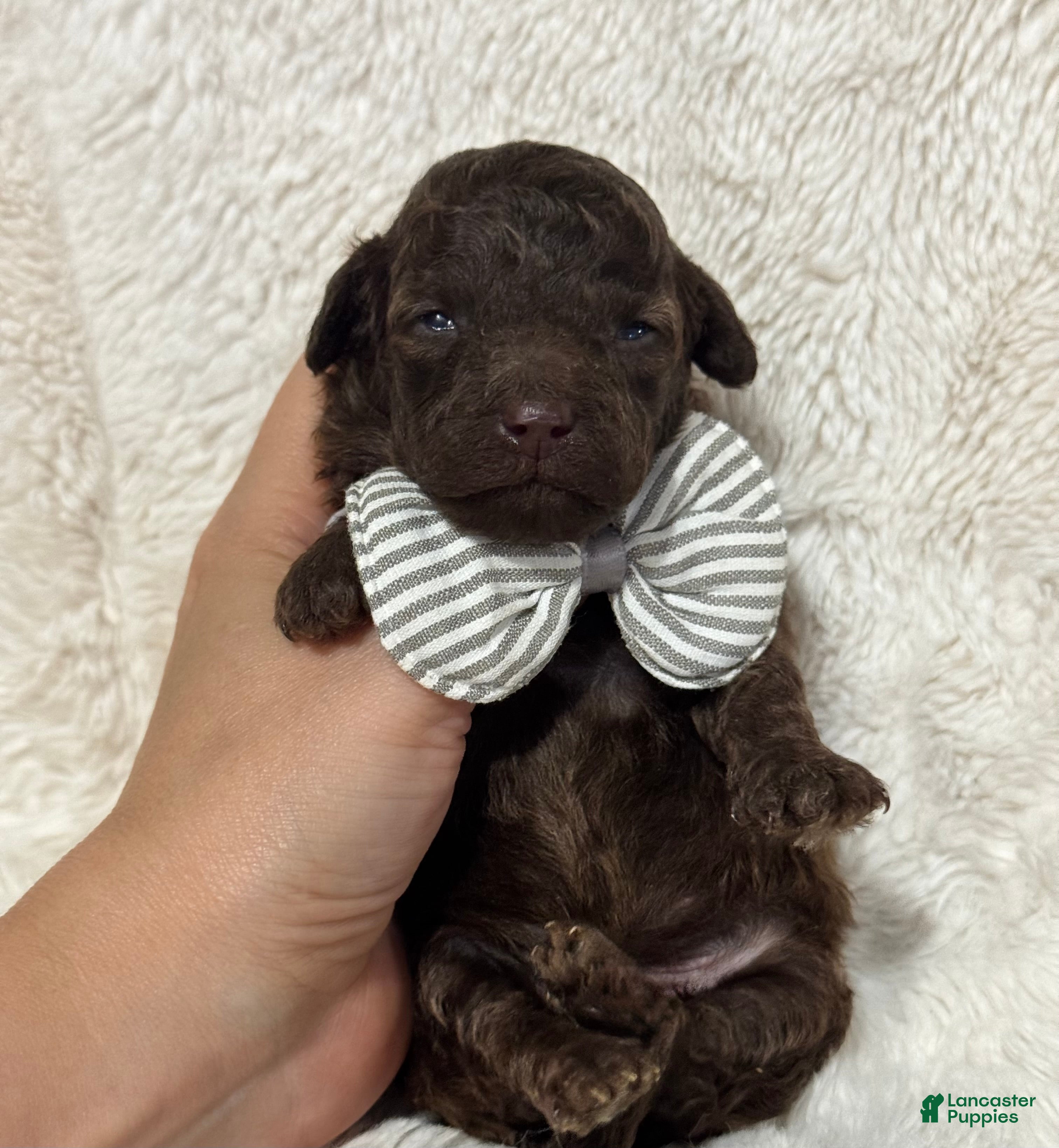 Toy Poodle dogs for sale: Benny - Ad 1