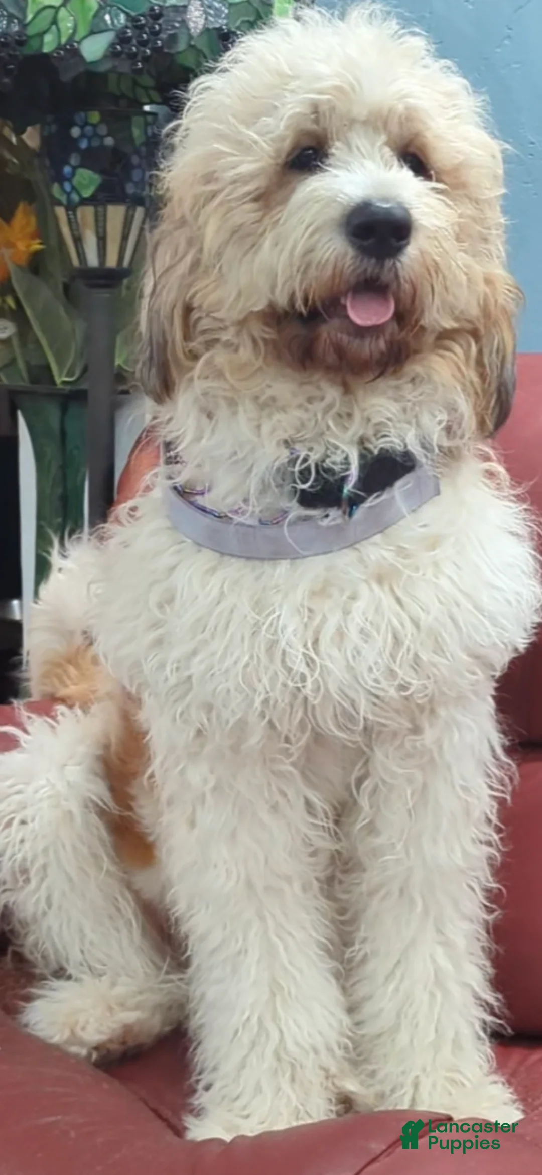 Mixed Breed dogs for sale: Lina - Ad 5