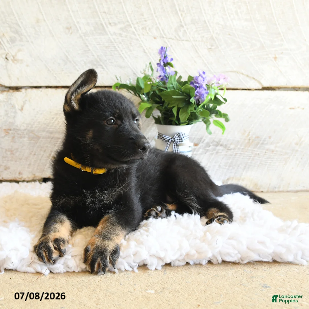 German Shepherd dogs for sale: Bear - Ad 2