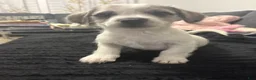 Mixed Breed dogs for sale: Lucas - Ad 3
