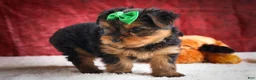 Yorkshire Terrier dogs for sale: DUKE - Ad 19