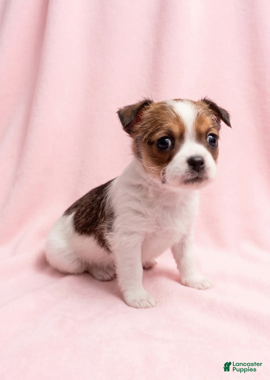 Mixed Breed dogs for sale: Biscuit - Ad 4