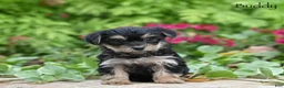 Morkie dogs for sale: Buddy - Ad 5