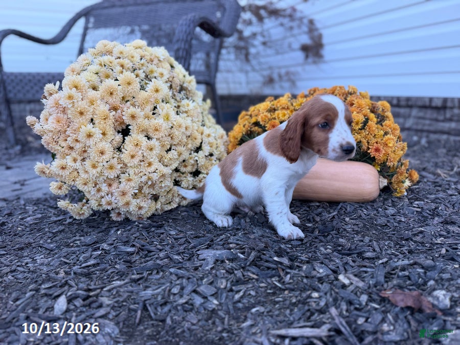 Welsh Springer Spaniel dogs for sale: Leslie - Ad 2