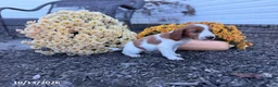 Welsh Springer Spaniel dogs for sale: Leslie - Ad 2
