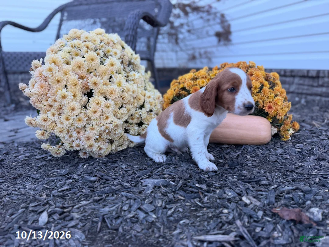 Welsh Springer Spaniel dogs for sale: Leslie - Ad 2