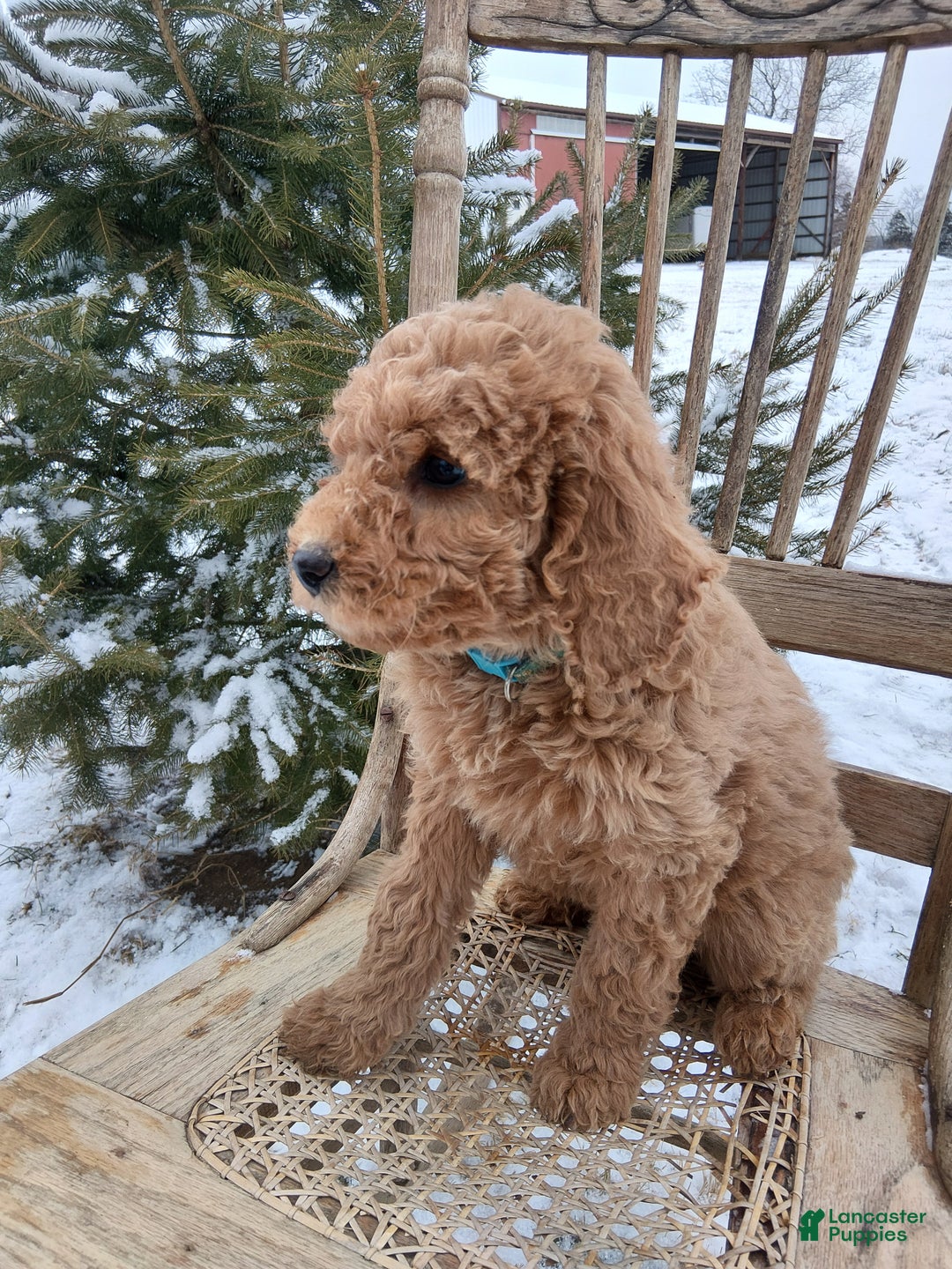 Irish Doodle dogs for sale: F1B Blue Bell - Ad 3