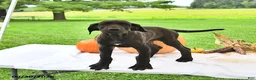 Great Dane dogs for sale: Lacie - Ad 3