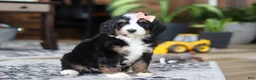 Bernedoodle dogs for sale: Lulu - Ad 5