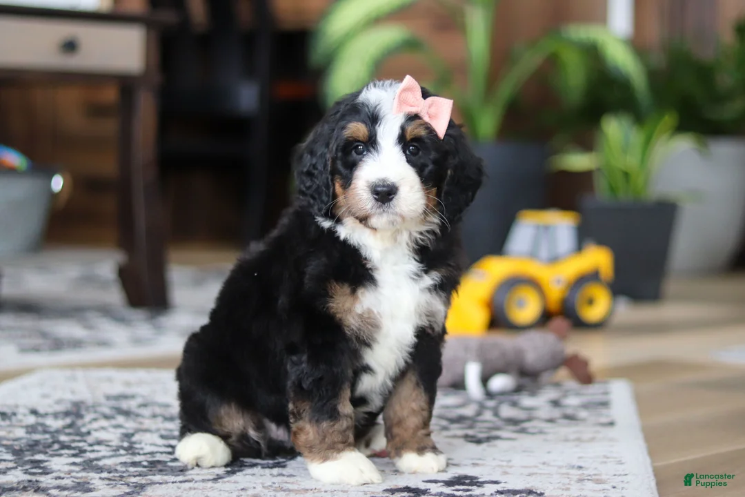 Bernedoodle dogs for sale: Lulu - Ad 5