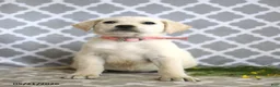 Mixed Breed dogs for sale: Rhonda - Ad 5