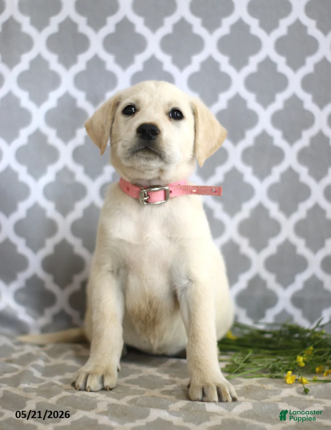 Mixed Breed dogs for sale: Rhonda - Ad 5