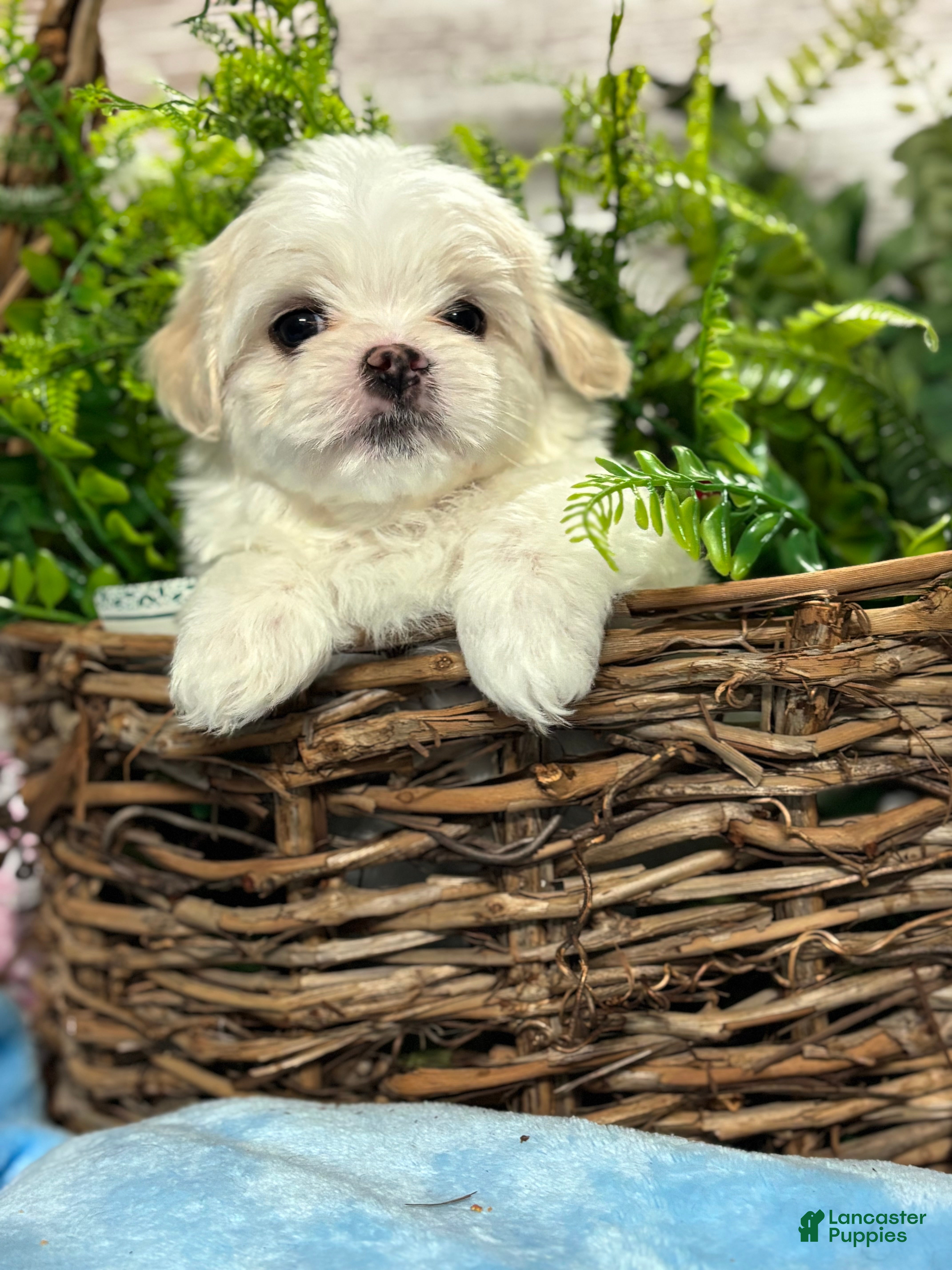 Maltipoo dogs Tiny little OZZIE - Ad 2